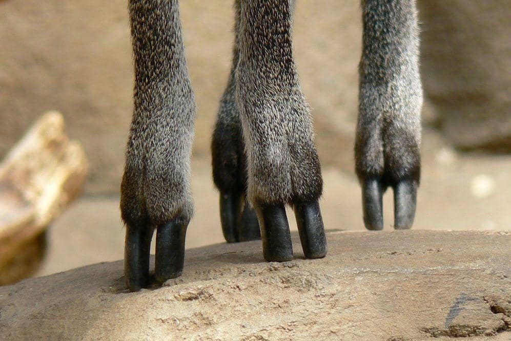 tapak kaki unik klipspringer (commons.wikimedia.org/MONGO)