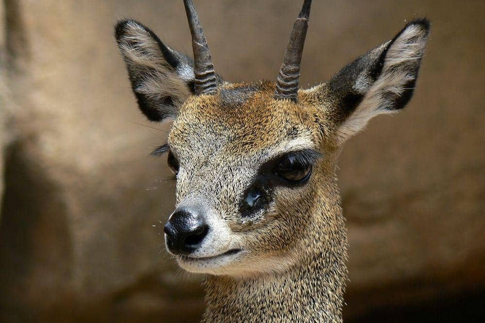 hewan Klipspringer (commons.wikimedia.org/MONGO)
