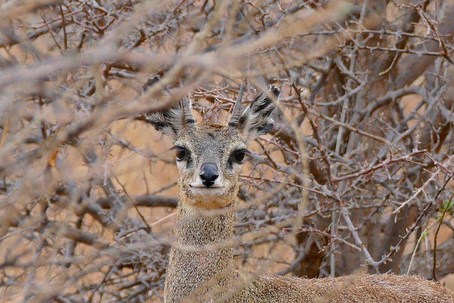 Kamuflase klipspringer dengan lingkungan sekitar (commons.wikimedia.org/Bernard DUPONT)