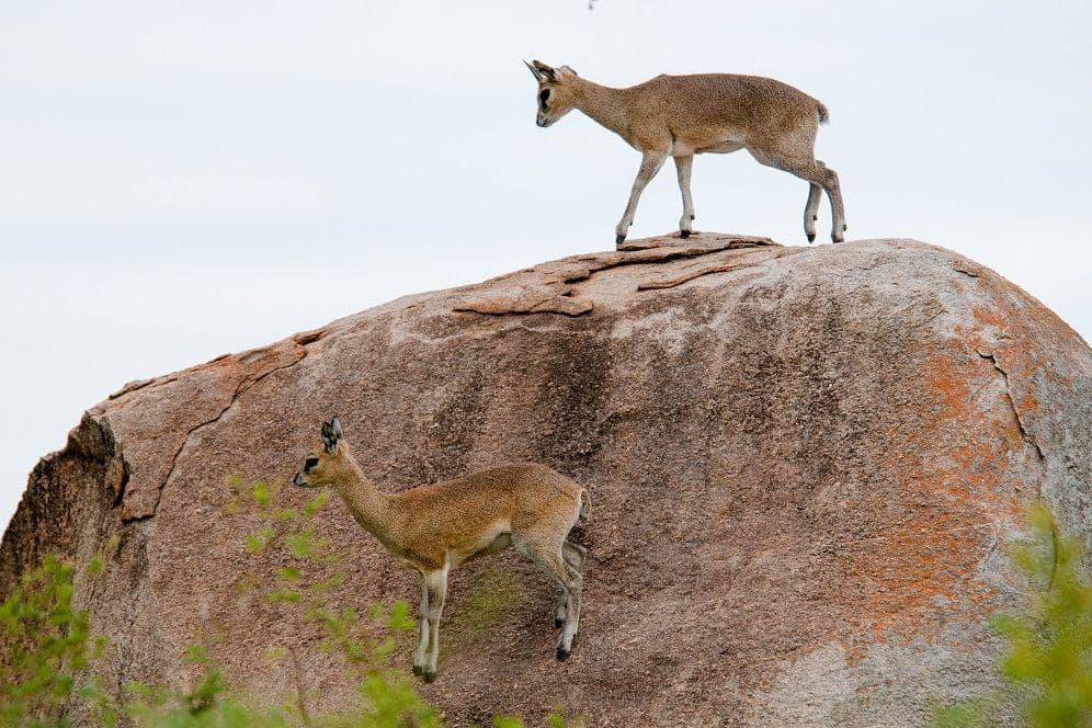 Klipspringer berdiri mantap di formasi batu (commons.wikimedia.org/Chris Eason)