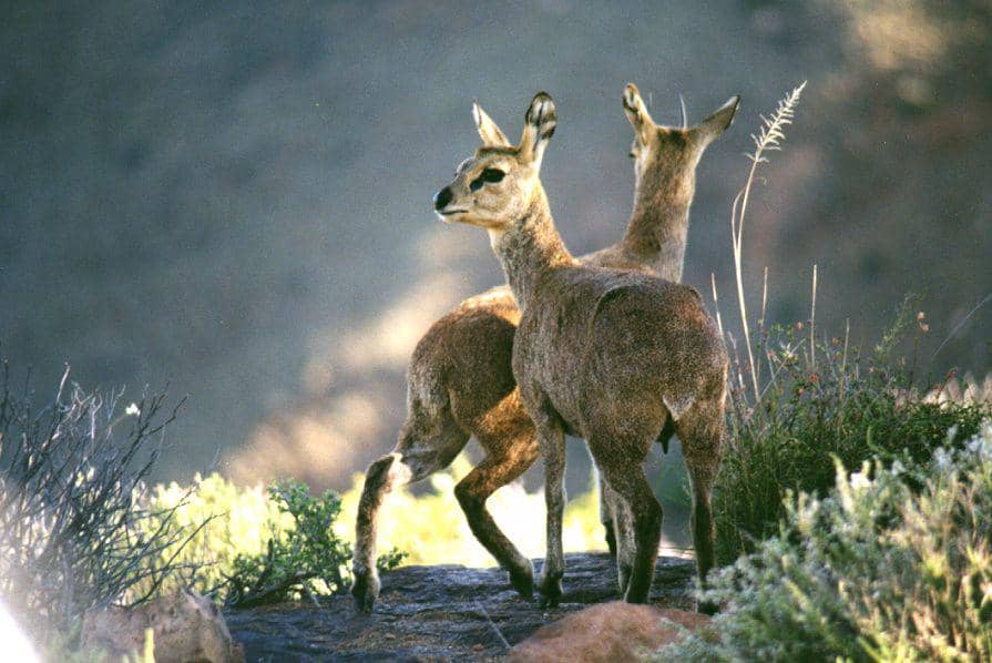 Sepasang klipspringer (commons.wikimedia.org/Zapane)