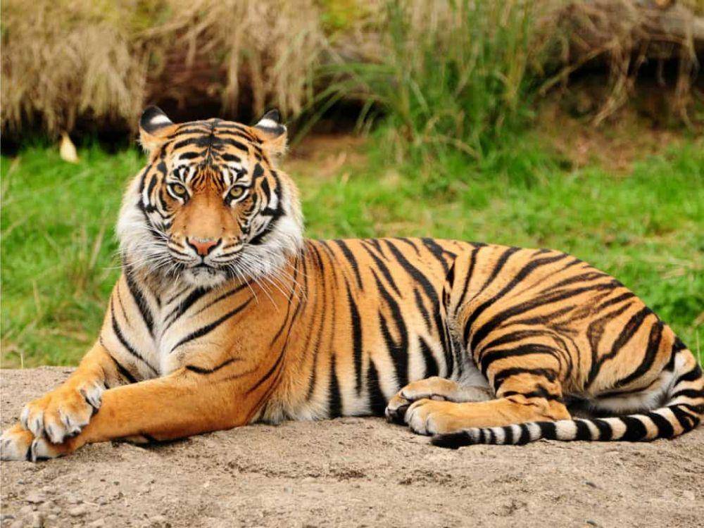 Harimau sunda (factsofindonesia.com)