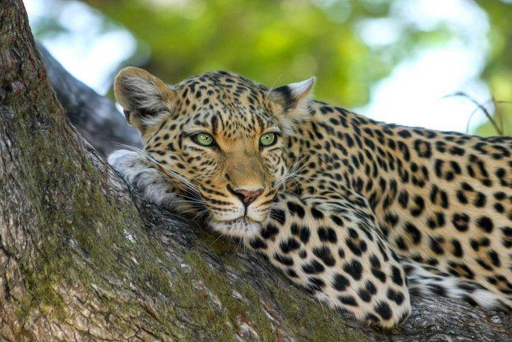 Macan tutul jawa (indoexcursions.com)