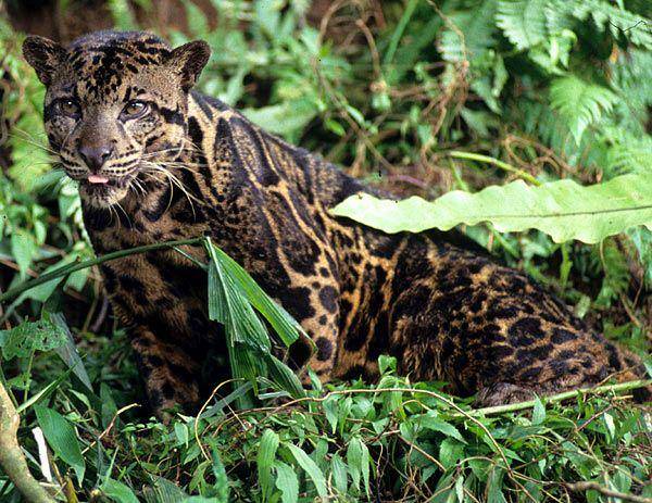 Macan dahan sunda (dailymail.co.uk)