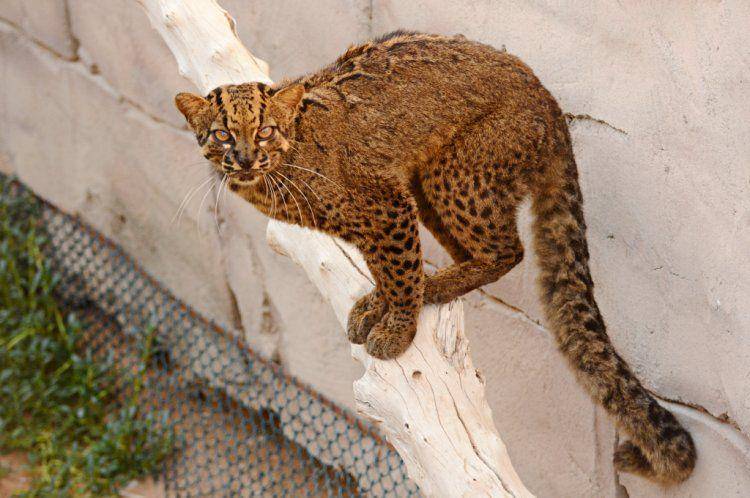 Kucing batu (biolib.cz)