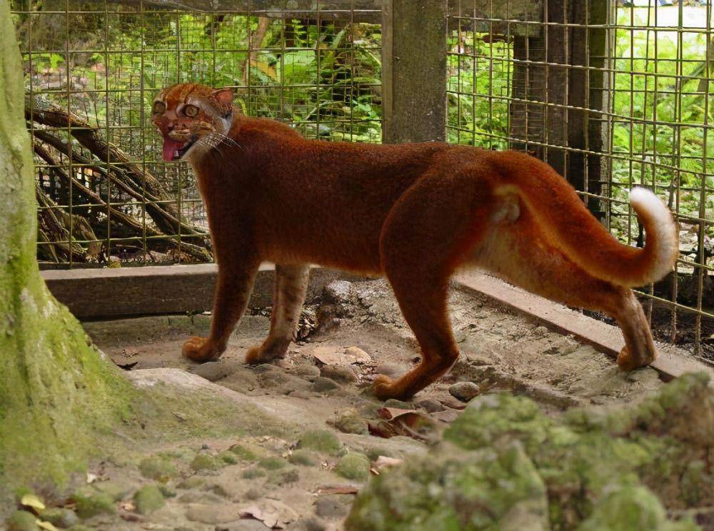 Kucing merah (inf.news)