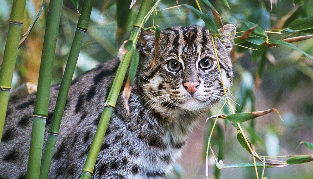 Kucing pemancing (sandiegozoo.org)