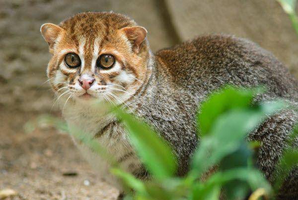 Kucing kepala datar (bigcatswildcats.com)