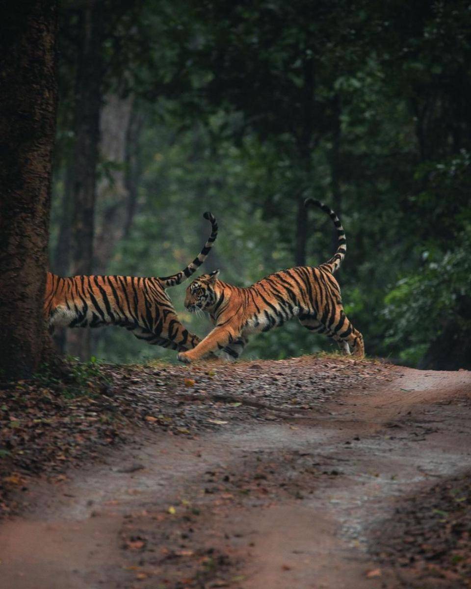 Kanha National Park (instagram.com/akhil.kulkarni)