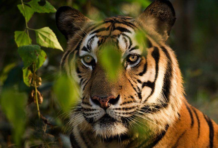 Harimau sunda (fauna-flora.org)