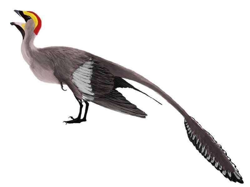 ilustrasi Jeholornis(dinopedia.fandom.com)