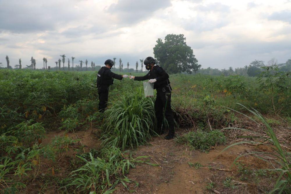 Seorang petani pemanenan singkong temukan granat jenis nanas (IDN Times/Istimewa)