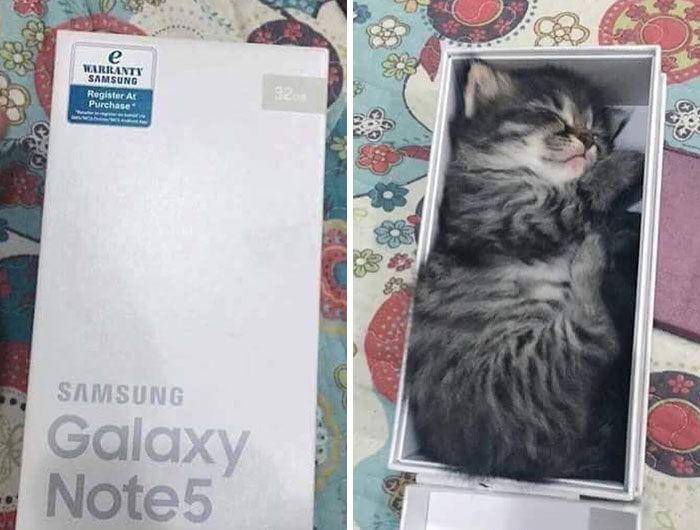 kucing di tempat yang gak seharusnya (twitter.com/catsplacess)