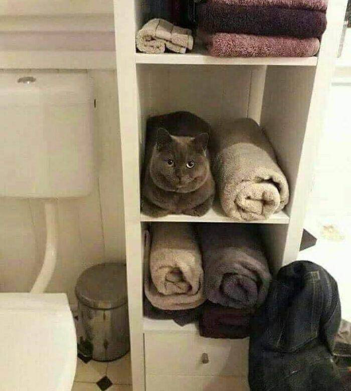 kucing di tempat yang gak seharusnya (twitter.com/catsplacess)