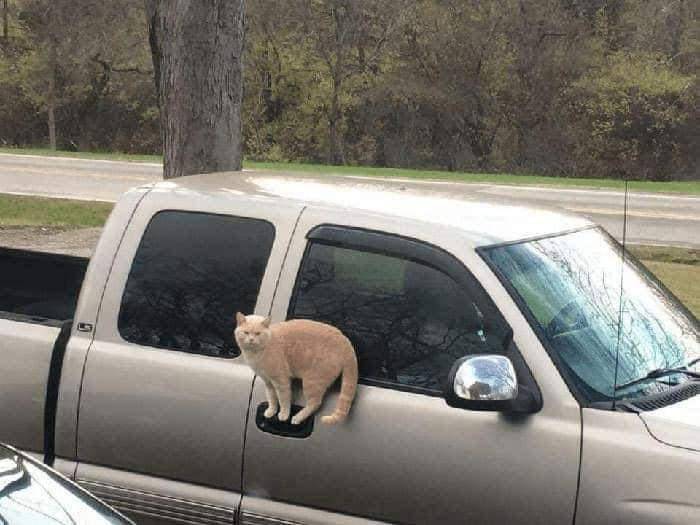 kucing di tempat yang gak seharusnya (twitter.com/catsplacess)