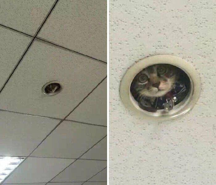 kucing di tempat yang gak seharusnya (twitter.com/catsplacess)