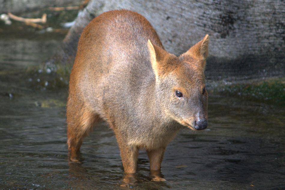 seekor pudu selatan (commons.wikimedia.org/LaggedOnUser)
