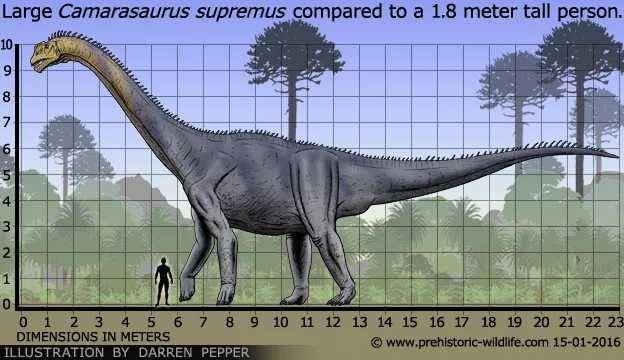 ilustrasi Camarasaurus(prehistoric-wildlife.com)