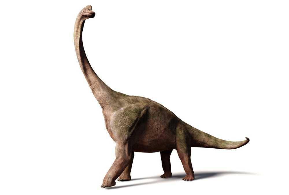 ilustrasi Brachiosaurus(wildrepublic.com)