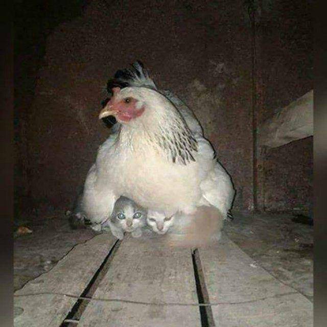 kucing di tempat yang gak seharusnya (twitter.com/catsplacess)