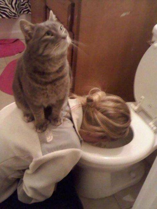 kucing di tempat yang gak seharusnya (twitter.com/catsplacess)