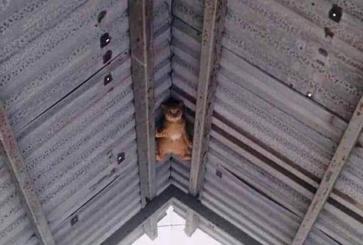 kucing di tempat yang gak seharusnya (twitter.com/catsplacess)