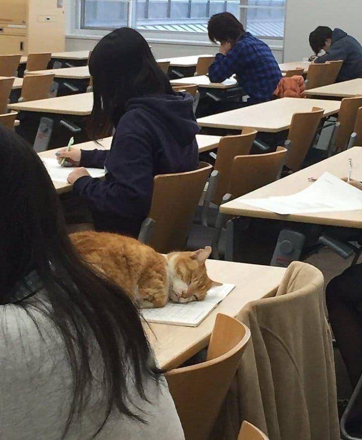 kucing di tempat yang gak seharusnya (twitter.com/catsplacess)