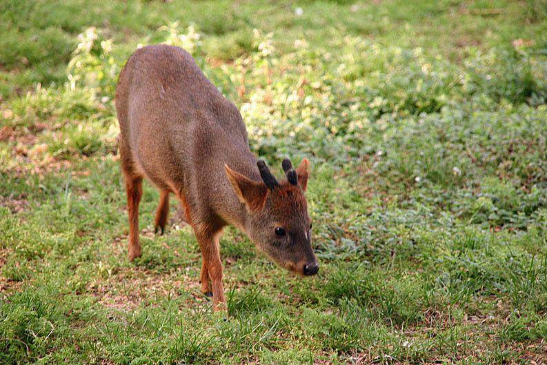 Seekor pudu selatan di rerumputan. (commons.wikimedia.org/poudou99)