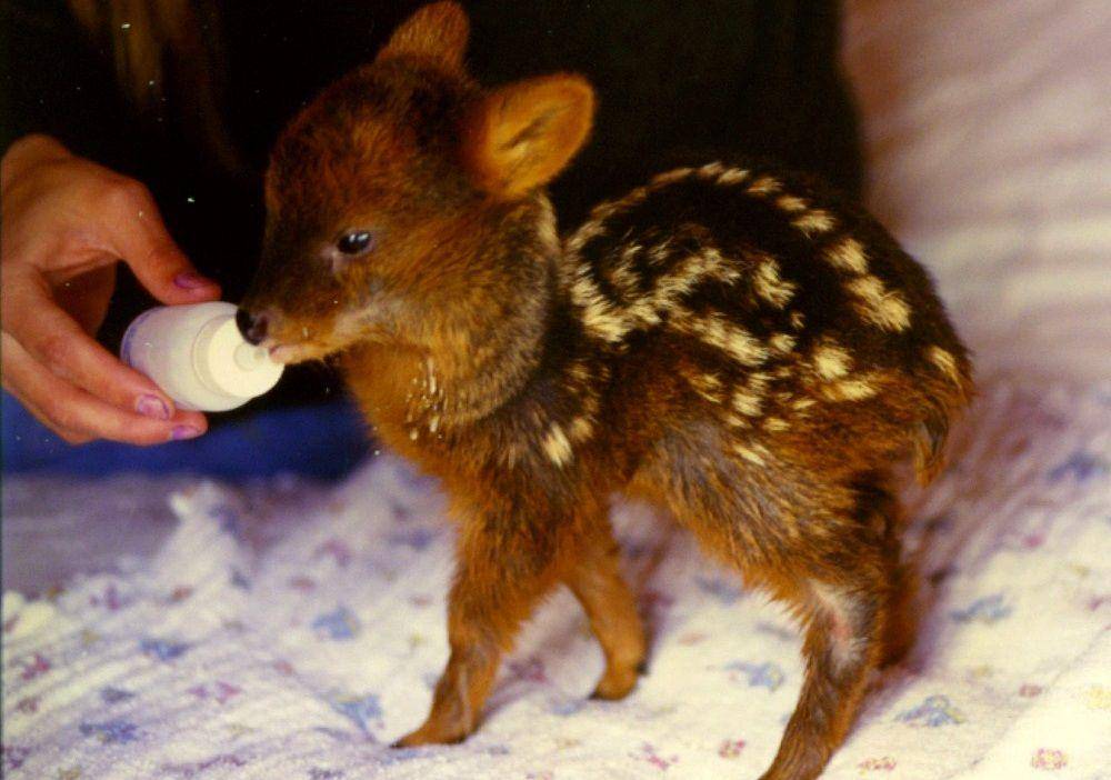 Bayi pudu selatan di Pusat Rehabilitasi Katheryn Pingel di Chili pada November 2001. (commons.wikimedia.org/Rodrigo Fernández)