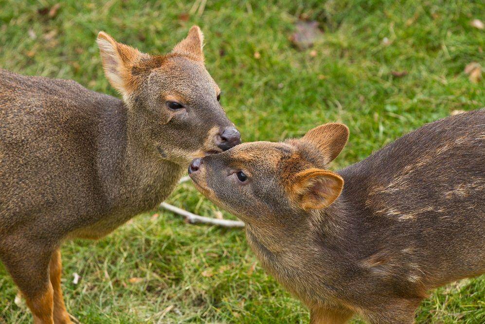induk pudu dan anaknya (commons.wikimedia.org/Evan Hargus)