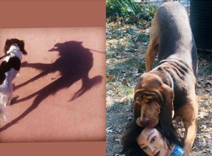 10 Potret Kocak Aksi Anjing yang Bikin Merinding, Ngeri!