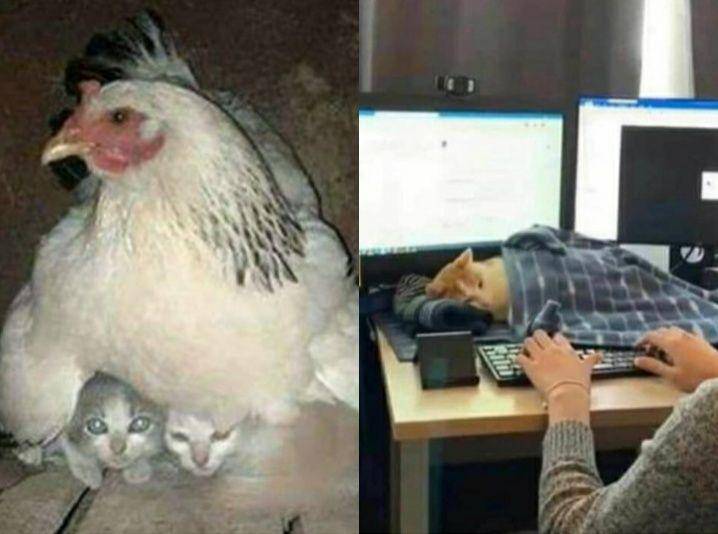 kucing di tempat yang gak seharusnya (twitter.com/catsplacess)