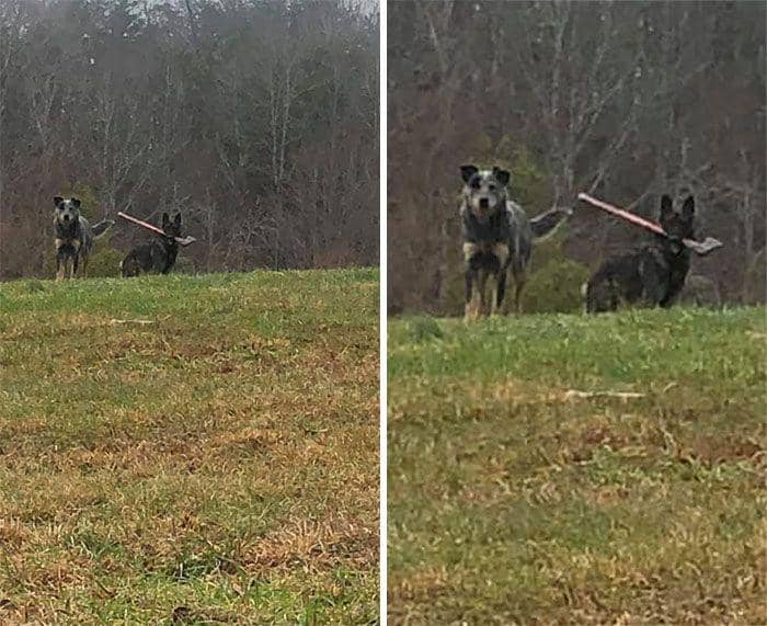 potret anjing bikin merinding (facebook.com/Tom Smith)