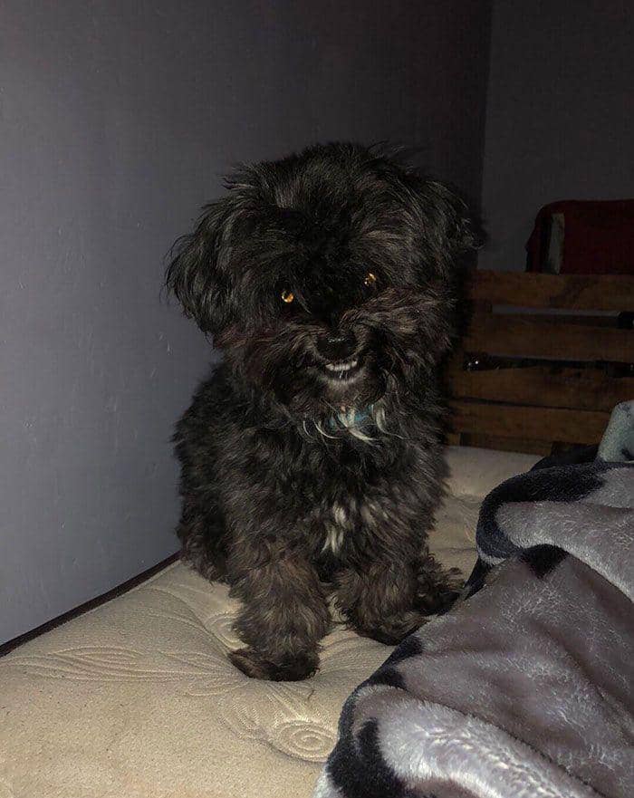 potret anjing bikin merinding (reddit.com/IanRiosDub)