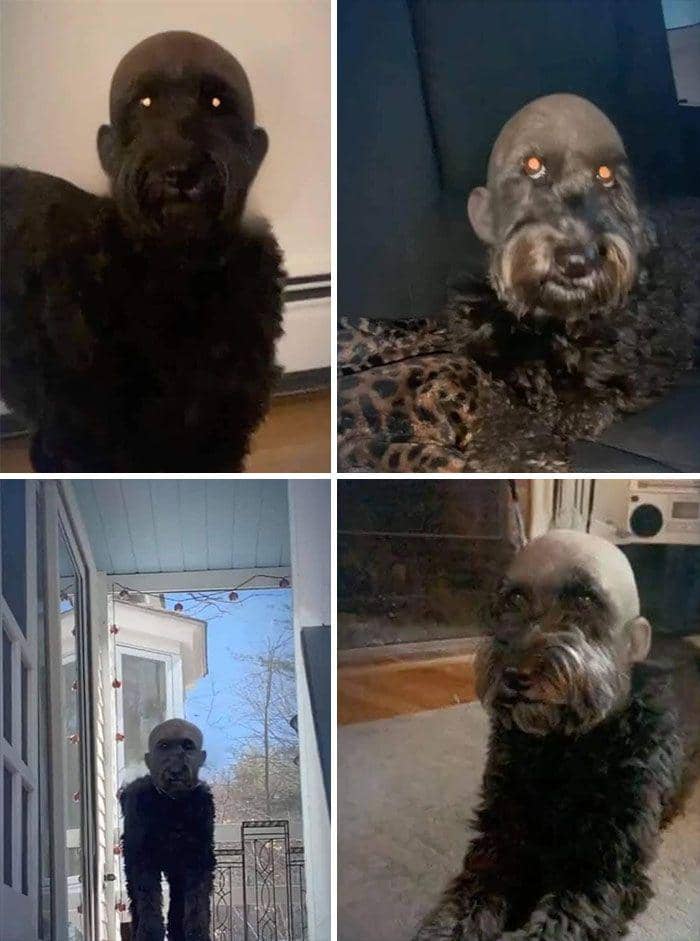 potret anjing bikin merinding (facebook.com/Upcoming Movies)