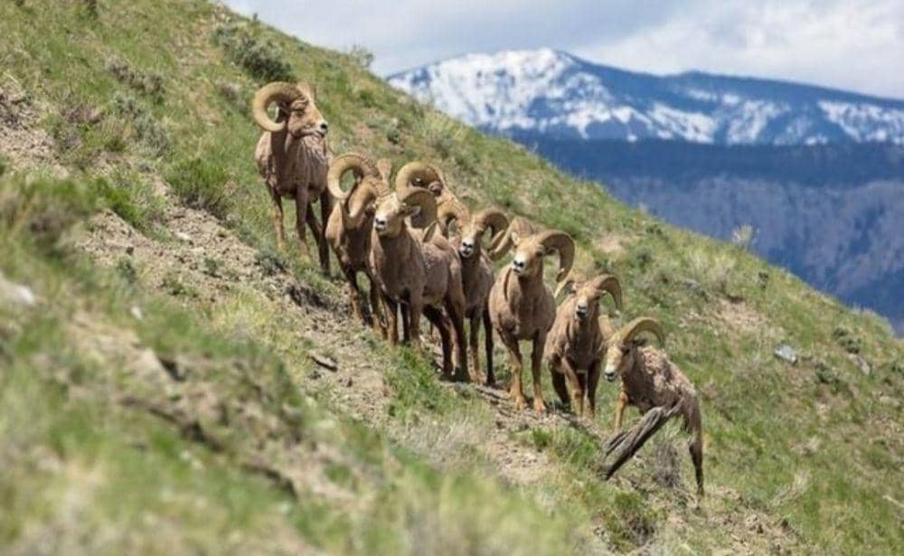 fakta dan pesona Taman Nasional Yellowstone (Instagram.com/yellowstonenps)