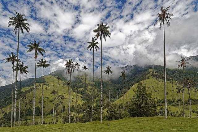 ilustrasi hutan Kolombia (pixabay.com/Makalu)