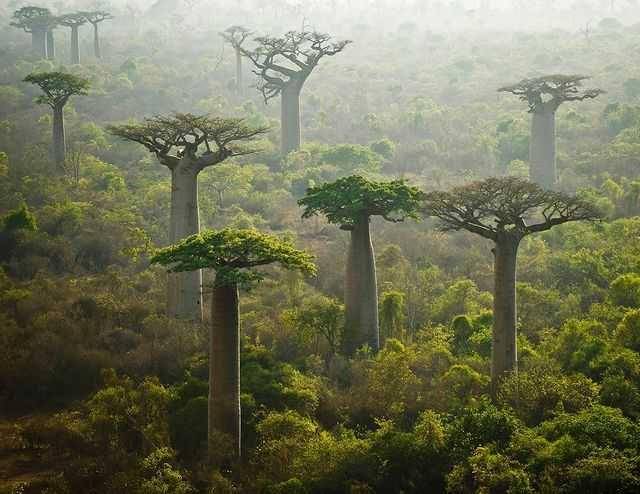 ilustrasi hutan Madagaskar (instagram.com/inakirelanzon)
