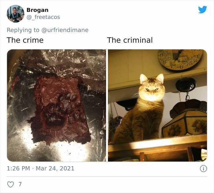 10 Foto Lucu Kucing yang Tertangkap Basah saat Melakukan Aksi Kriminal