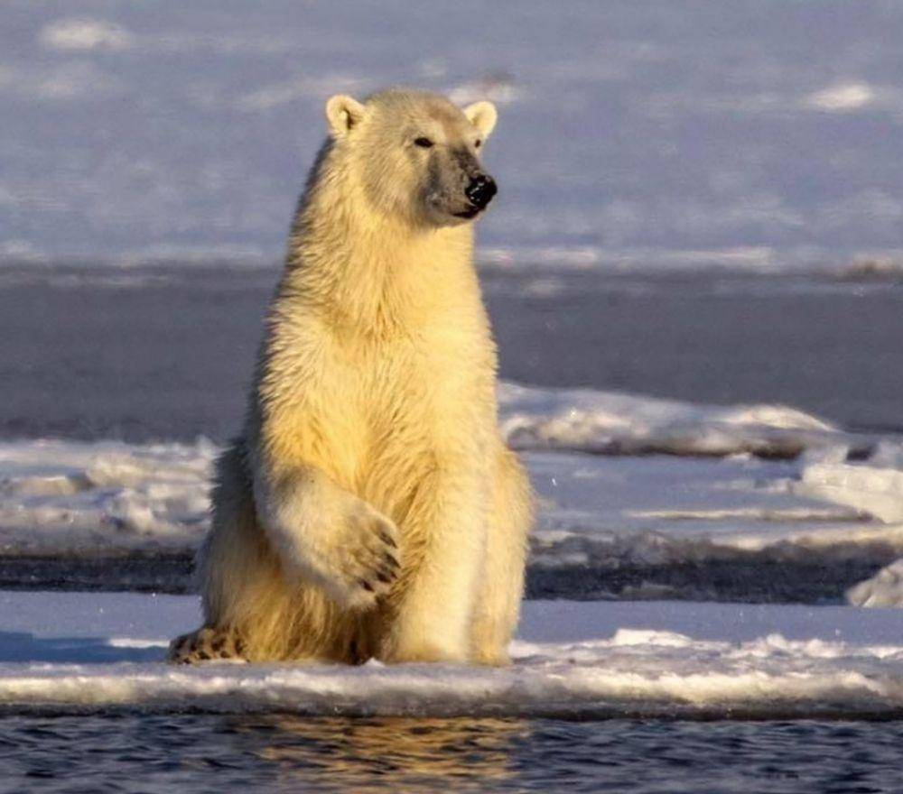 beruang kutub di Svalbard (Instagram.com/melissa_schaefer)
