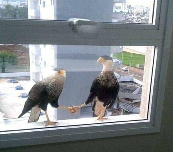 hewan ketemu kembaran (facebook.com/Important Animal Images via borepanda.com)