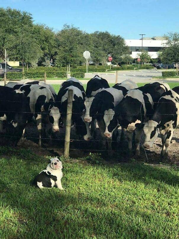 hewan ketemu kembaran (facebook.com/Important Animal Images via borepanda.com)