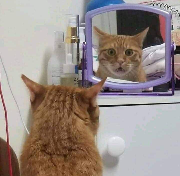 hewan ketemu kembaran (facebook.com/Important Animal Images)