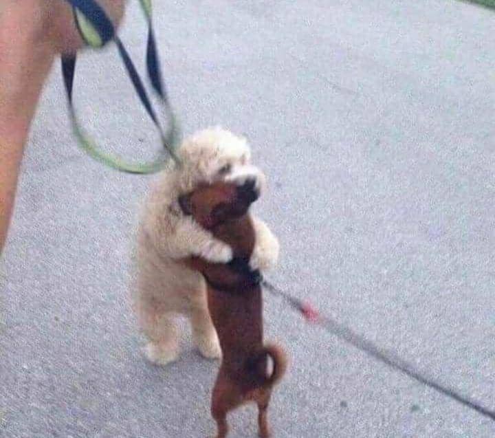 hewan ketemu kembaran (facebook.com/Important Animal Images)