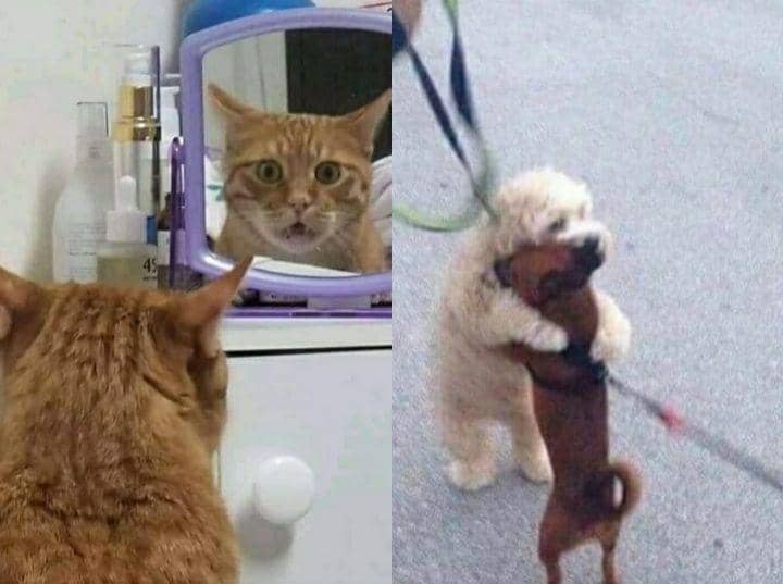 10 Reaksi Kocak Hewan Ketemu 'Kembaran', Ngakak Banget!