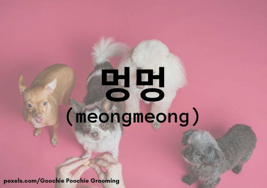 Anjing (Dok.Pribadi/Moza Kazumi)