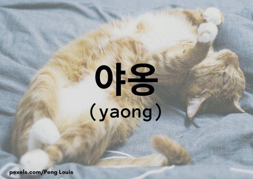 Kucing (Dok.Pribadi/Moza Kazumi)