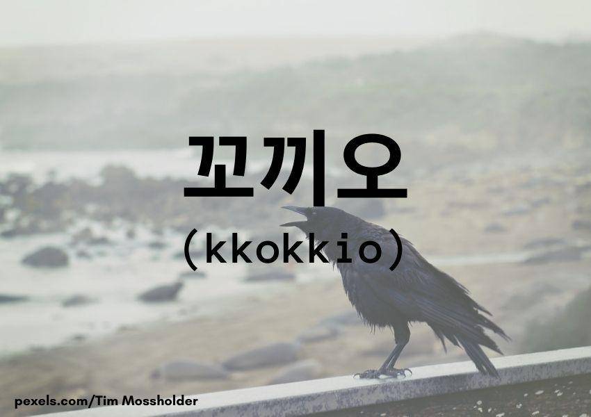 Burung gagak (Dok.Pribadi/Moza Kazumi)