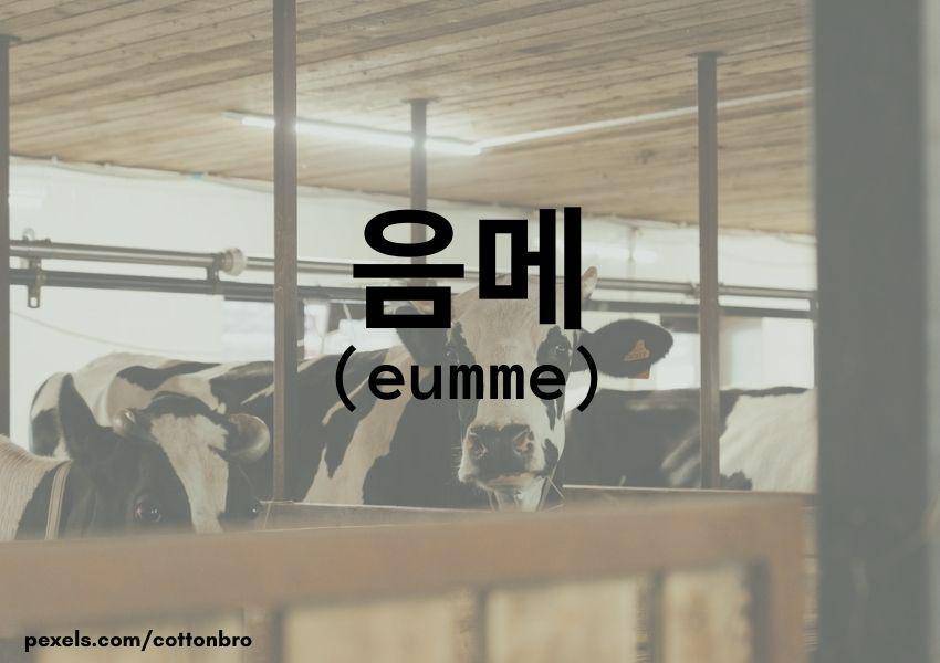Sapi (Dok.Pribadi/Moza Kazumi)