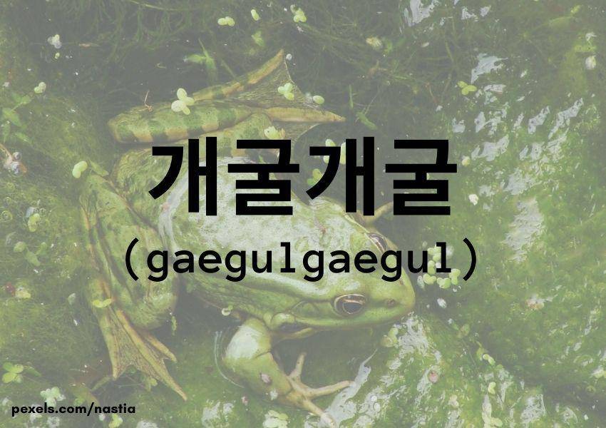 Katak (Dok.Pribadi/Moza Kazumi)